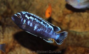 Metriaclima sp. 'msobo' Magunga